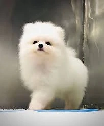 Pomeranian Zwergspitz Welpen