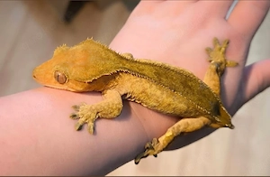 0.1 kronengecko Yellow bicolor brindle 