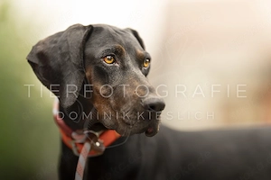 Soraya   Pointer x Magyar Vizsla Mischling