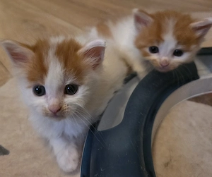 Maine Coon Kitten 