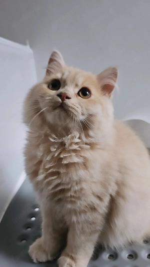 Prächtiger BLH Creme Katerchen ab sofort!