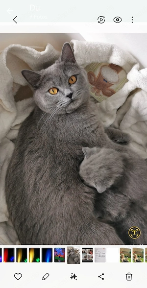 Zuckersüße Britisch Kurzhaar Kitten  Bild 9