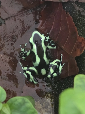 Dendrobates Auratus Karibik