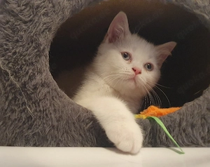 Bkh-Perser Mix Kitten 