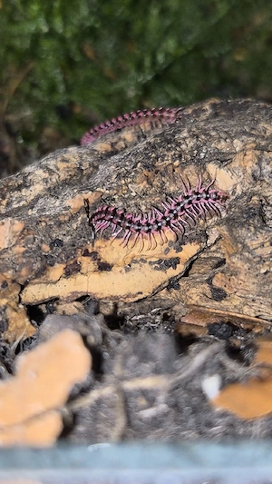 Desmoxytes Planata "Pink Dragon"