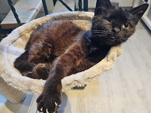 Kater Odin zu Vermitteln 