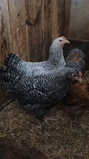 Hahn Hybrid(Brahma Blausperbet
