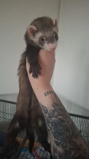 frettchen abzugeben.