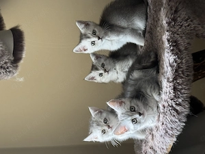 Bkh kitten 12 Wochen alt 