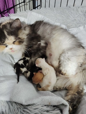 Ragdoll BLH Mix
