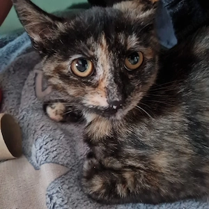 Katzen Mädchen sucht ein zu Hause 