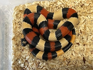 Lampropeltsi triangulum campbelli (Pueblan Dreiecksnatter "APRICOT"), männl. 2 Jahre alt