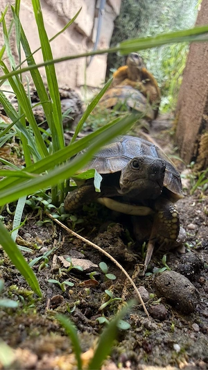 Griechische Landschildkröten NZ 2025 und 2026 Bild 2