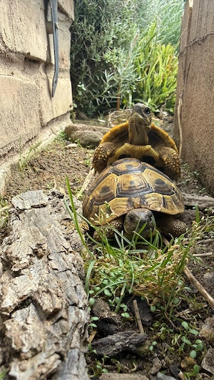 Griechische Landschildkröten NZ 2025 und 2026 Bild 3