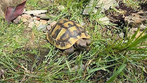 Griechische Landschildkröten NZ 2 