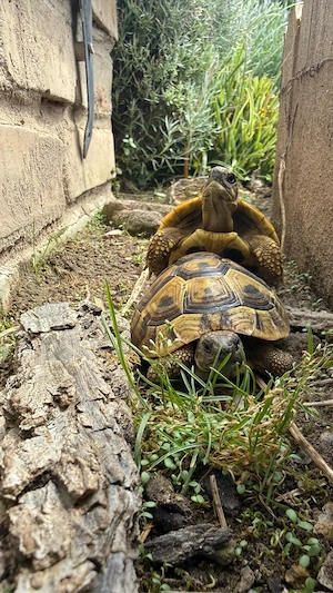 Griechische Landschildkröten NZ 2025 und 2026 Bild 5