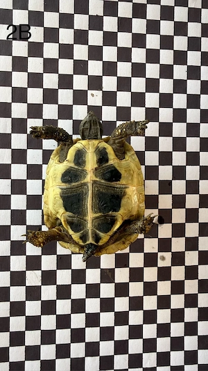 Griechische Landschildkröten NZ 2025 und 2026 Bild 9