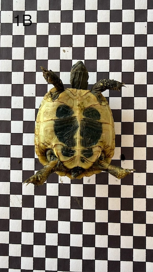 Griechische Landschildkröten NZ 2025 und 2026 Bild 10