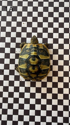 Griechische Landschildkröten NZ 2025 und 2026 Bild 8