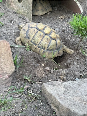 Griechische Landschildkröten NZ 2025 und 2026 Bild 6