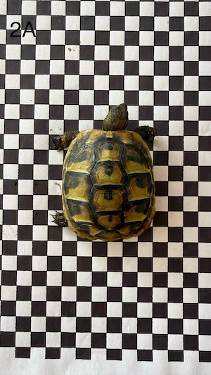 Griechische Landschildkröten NZ 2025 und 2026 Bild 7