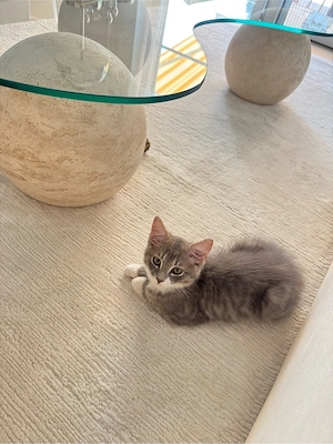 Ragdoll Mix Kitte