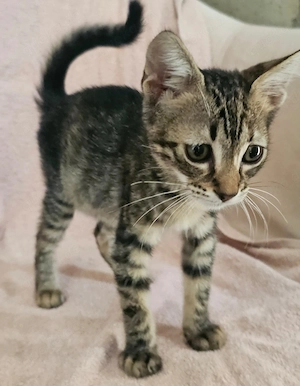 Kitten Katze Kater Tierschutz Bundesweite Vermittlung  Bild 5
