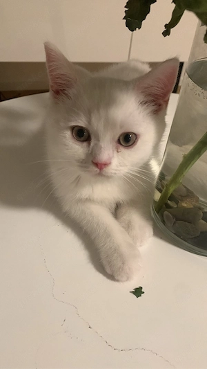 Fünf liebevolle BKH-Angora-Mix Kätzchen suchen ein neues Zuhause 