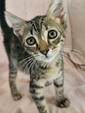 Kitten Katze Kater Tierschutz Bundesweite Vermittlung  Bild 4