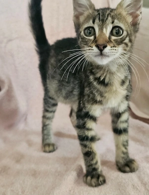 Kitten Katze Kater Tierschutz Bundesweite Vermittlung  Bild 3