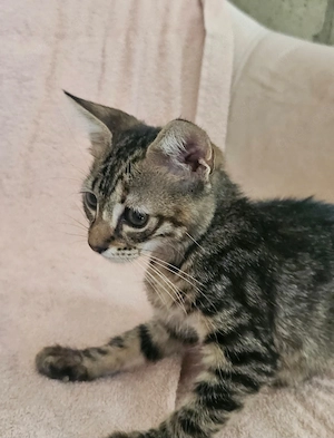 Kitten Katze Kater Tierschutz Bundesweite Vermittlung  Bild 2