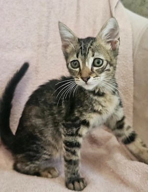 Kitten Katze Kater Tierschutz Bundesweite Vermittlung 