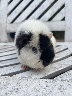 Meerschweinchen weibchen 