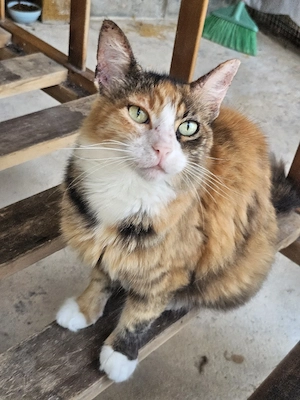 Katze Tierschutz kastriert Bundesweite Vermittlung 