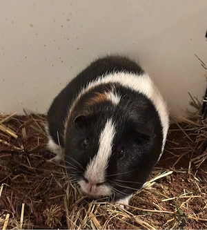 Meerschweinchen bock 