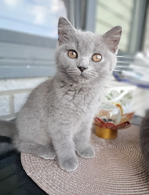 BKH Kitten weiblich