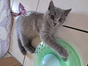 BKH Kitten weiblich Bild 3