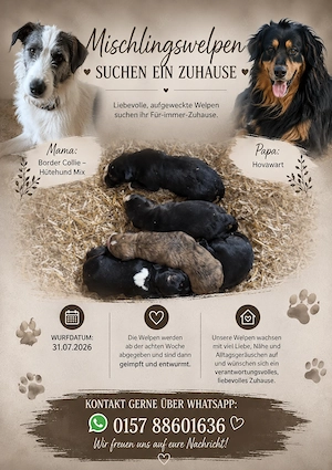 Hovawart - Border Collie Mischlingswelpen 