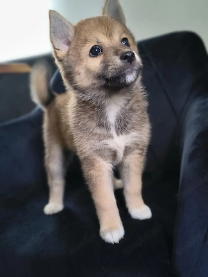 Pomsky Inu Welpen (Pomsky * Shiba Inu)
