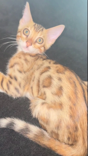  Reinrassige  Bengalkatze  Kitten