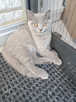 BKH Kitten weiblich Bild 2