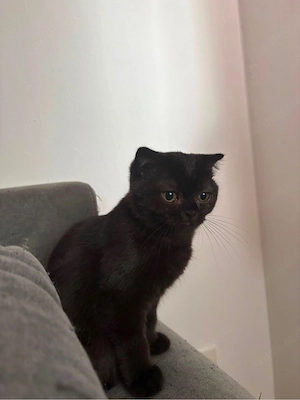 bkh kätzchen in black tabby 