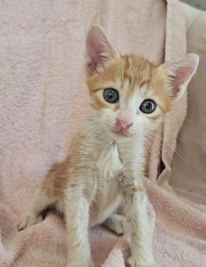 Kitten Katze Tierschutz Bundesweite Vermittlung 