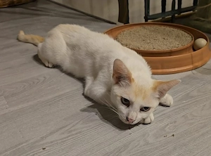 Kater Milky Way sucht ein zu Hause 