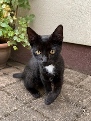 schwarzer Kater