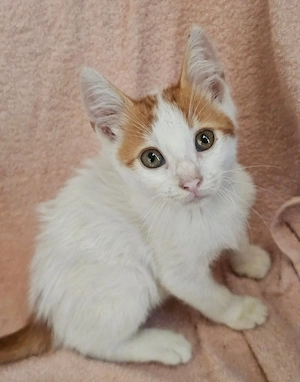 Kitten Katze Kater Tierschutz Bundesweite 