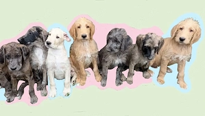 Deutsche Dogge x Pudel Mix Mischling sind süße Great Danoodle Welpen 