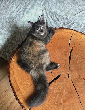 Maine Coon Kitte