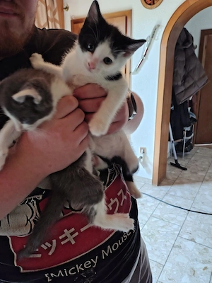 Katzenbabys 