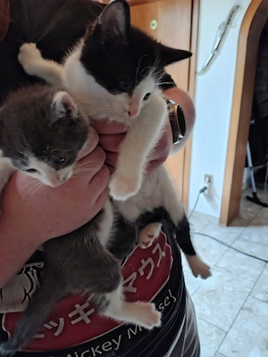 Katzenbabys 
